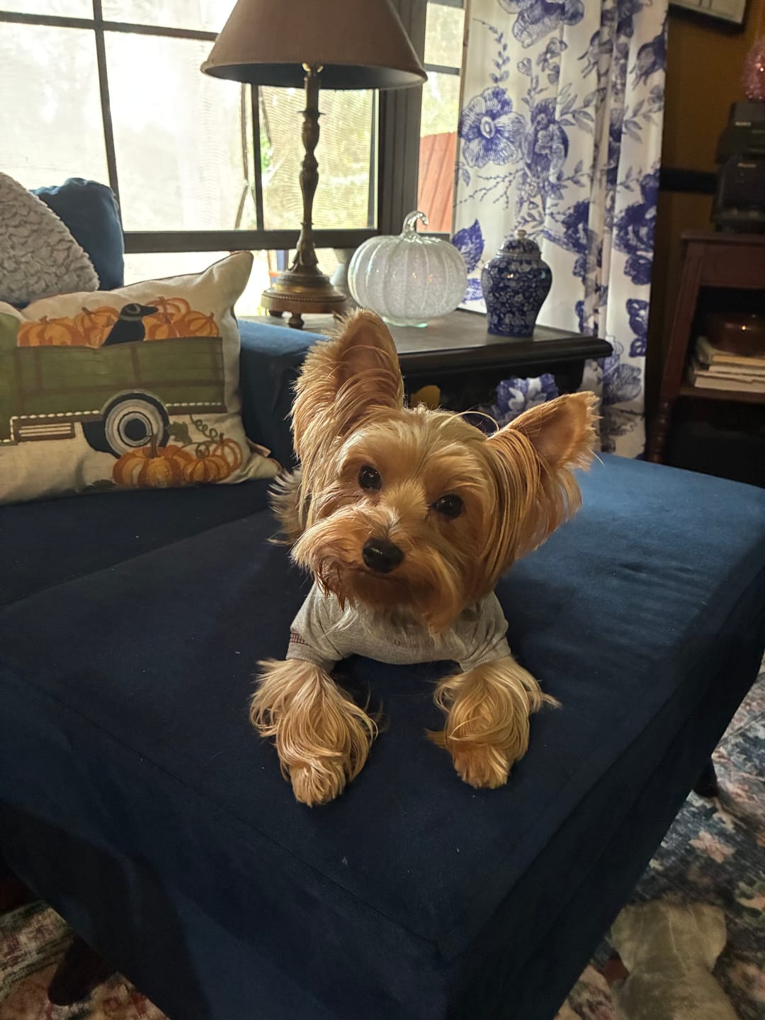 Customer photo review of Simparica TRIO - Triple Protection for Dogs in One Tasty Monthly Chew