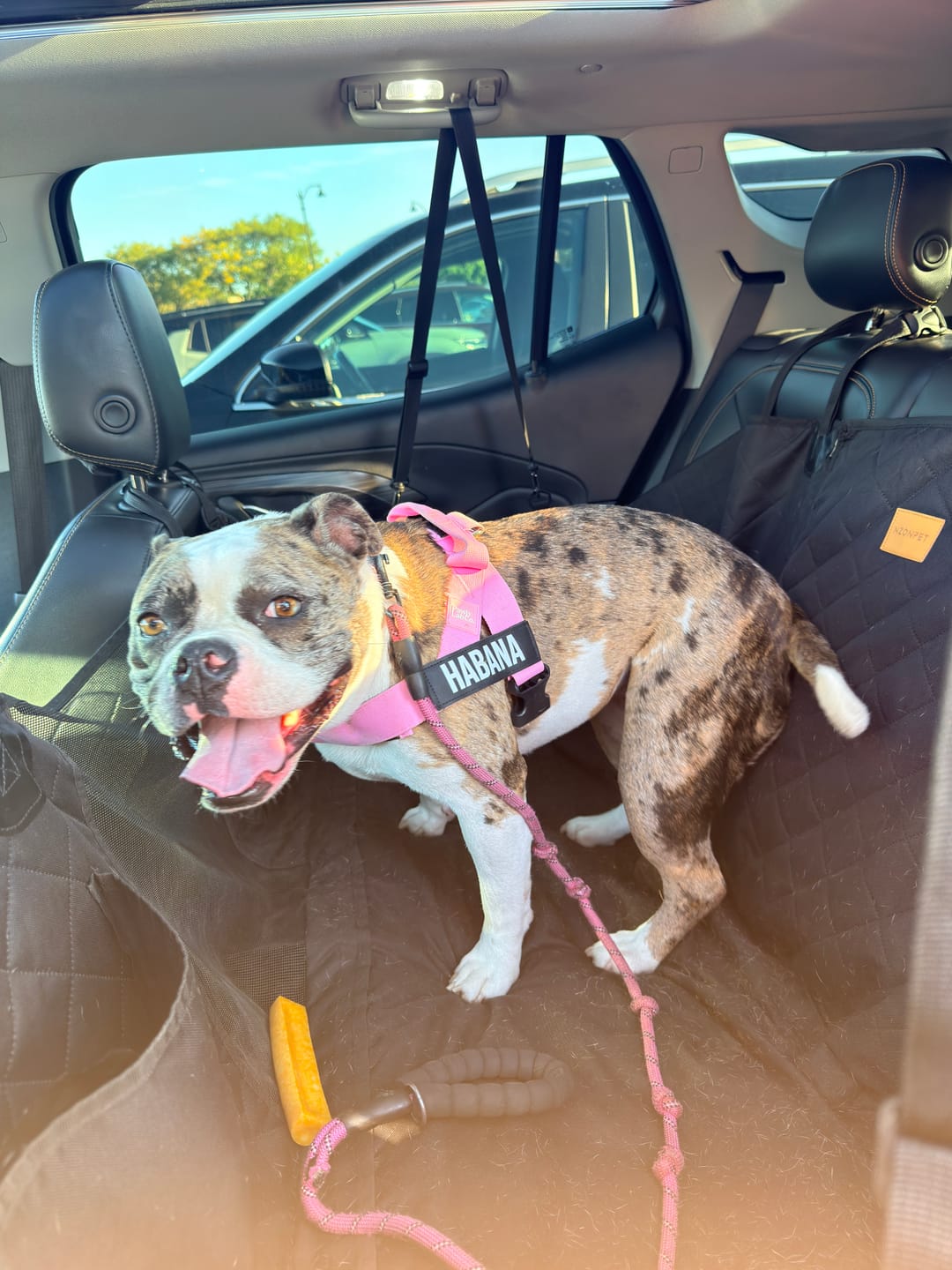 Customer photo review of No-Pull Harness [Free Today]