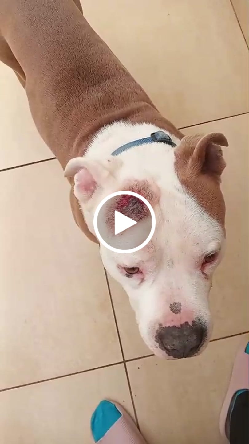 Customer video review of Doggymin (Skin & Immunity Support For Dogs)