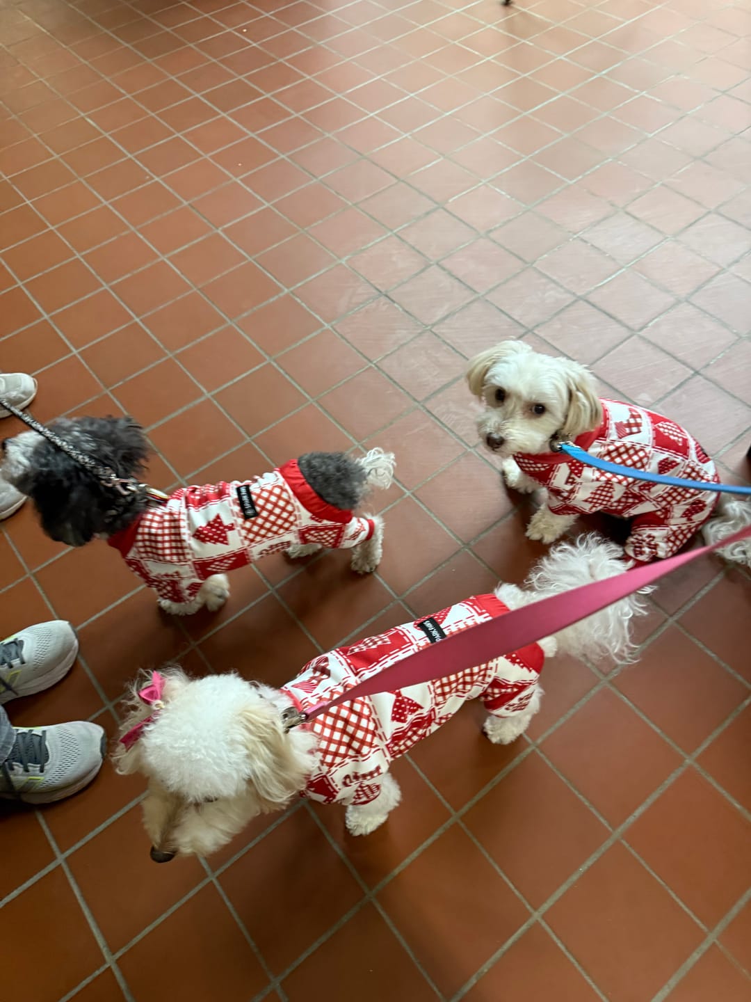 Customer photo review of Dog Christmas Pajama - Festive Patchwork