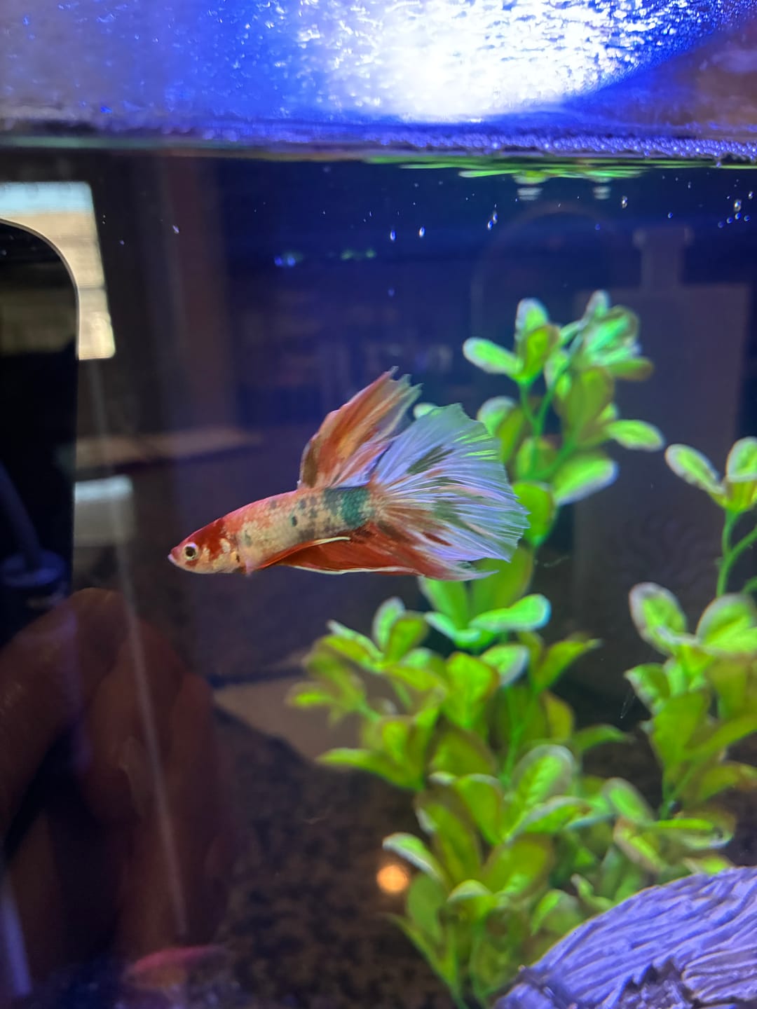 Customer photo review of Fancy Halfmoon Male Betta Fish High Grade | Buy 4 Get 1 Free | Mystery Betta