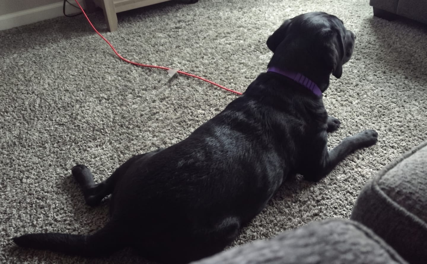 Customer photo review of SerenePaws™ Collar Calmante Natural con Feromonas