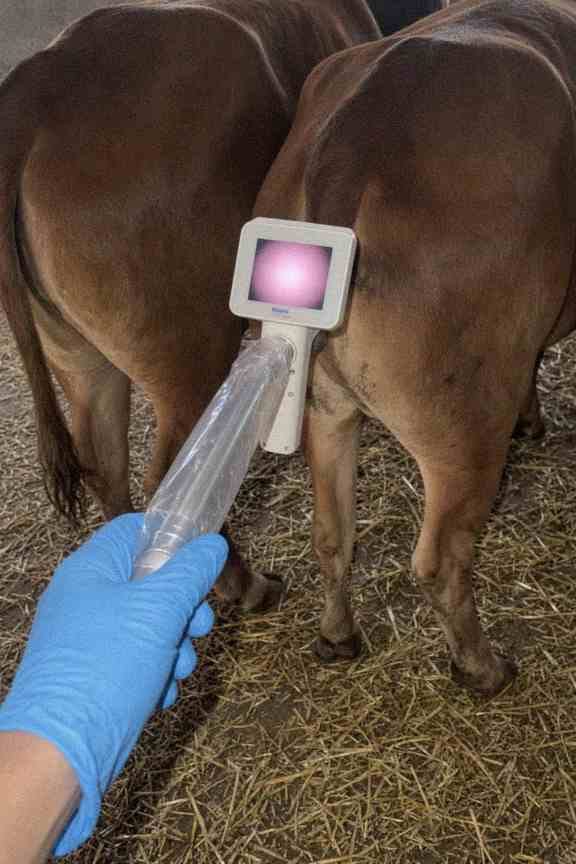 Customer photo review of Kiba Scope Cattle Camera Insemination Gun