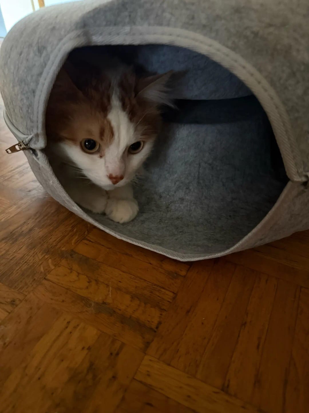 Customer photo review of The Cat Hideout Bed They'll Actually Use