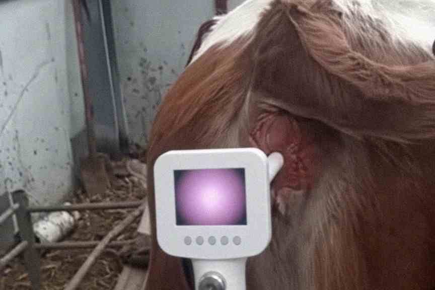 Customer photo review of Kiba Scope Cattle Camera Insemination Gun
