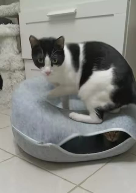 Customer photo review of The Cat Hideout Bed They'll Actually Use
