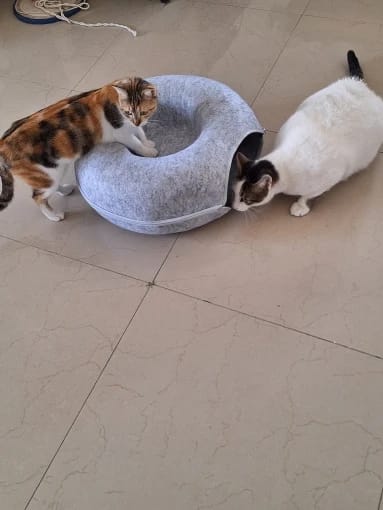Customer photo review of The Cat Hideout Bed They'll Actually Use