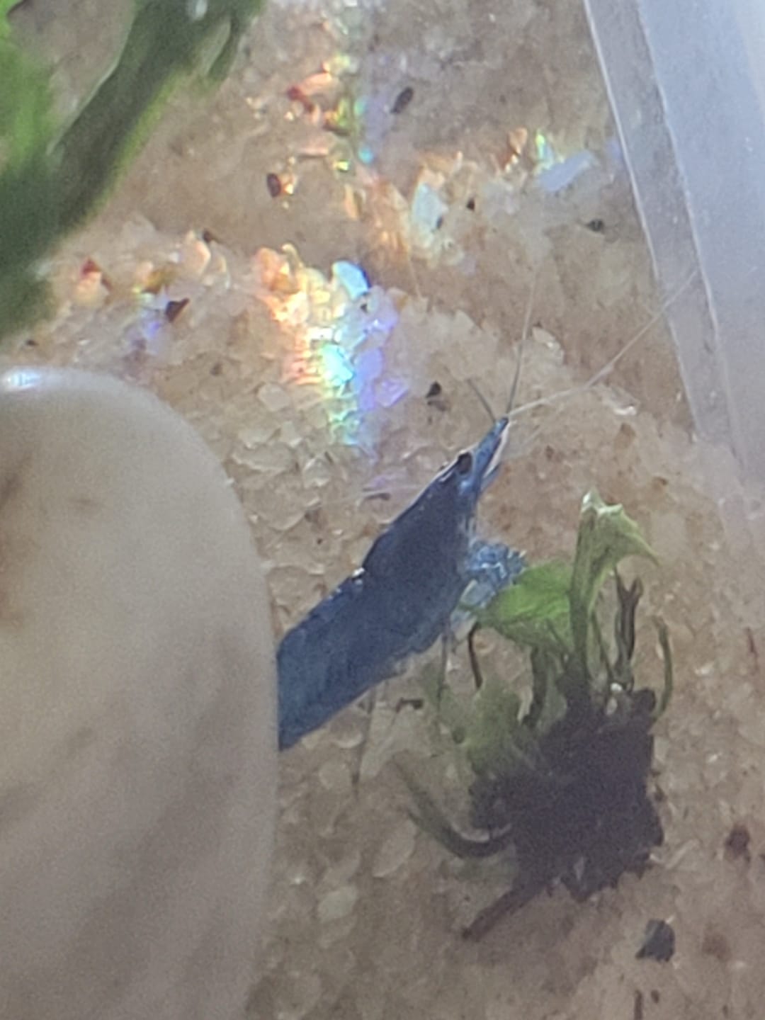 Customer photo review of 1 Gallon Acrylic Nano Aquarium Kit – LED Light & Filter
