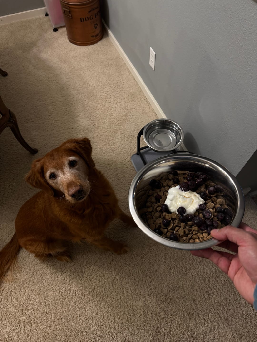Customer photo review of Golden Gravy