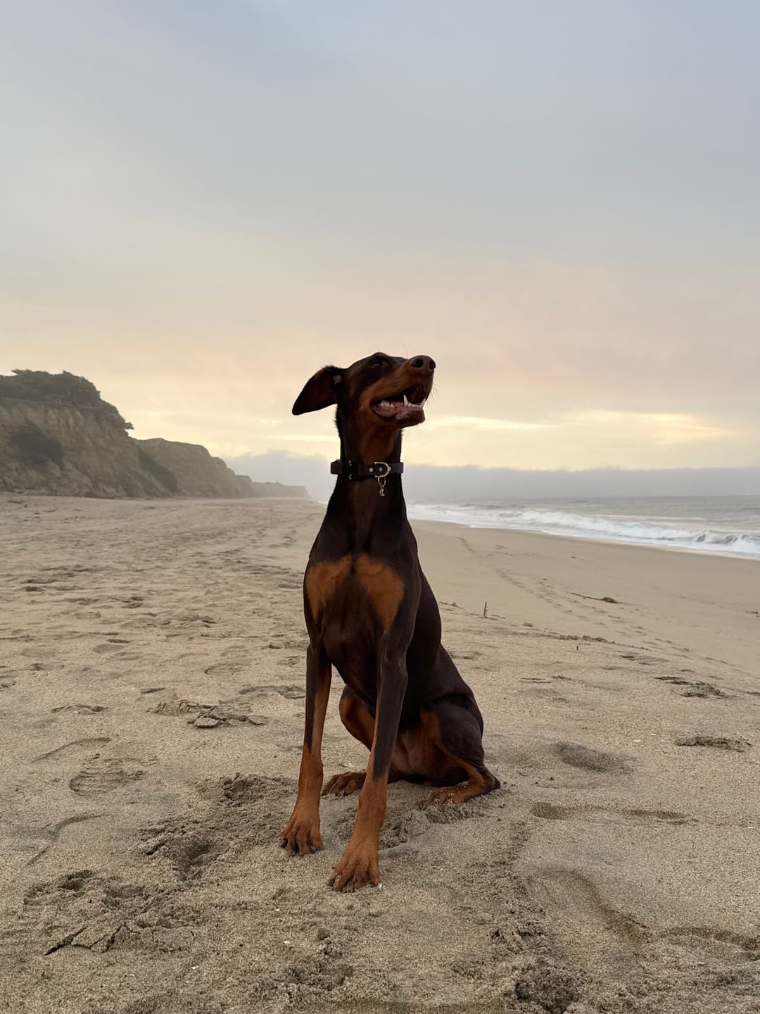 Customer photo review of Adjustable Biothane Quick Release Dog Collar