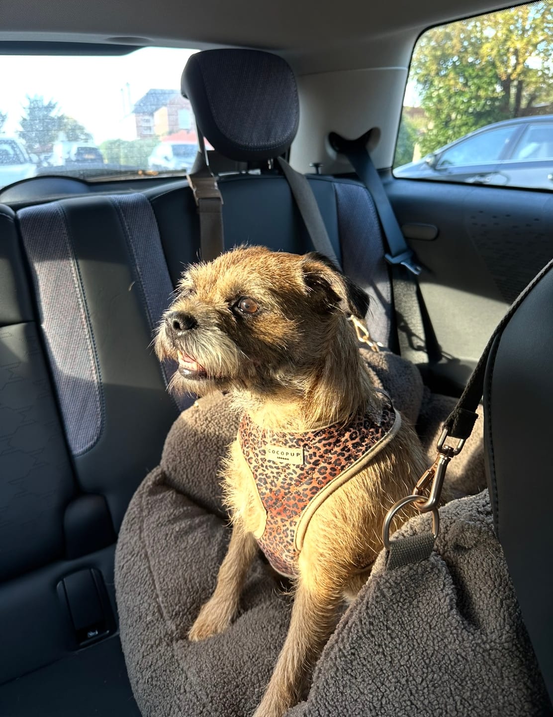 Customer photo review of Chocolate | The Cosy Car Seat