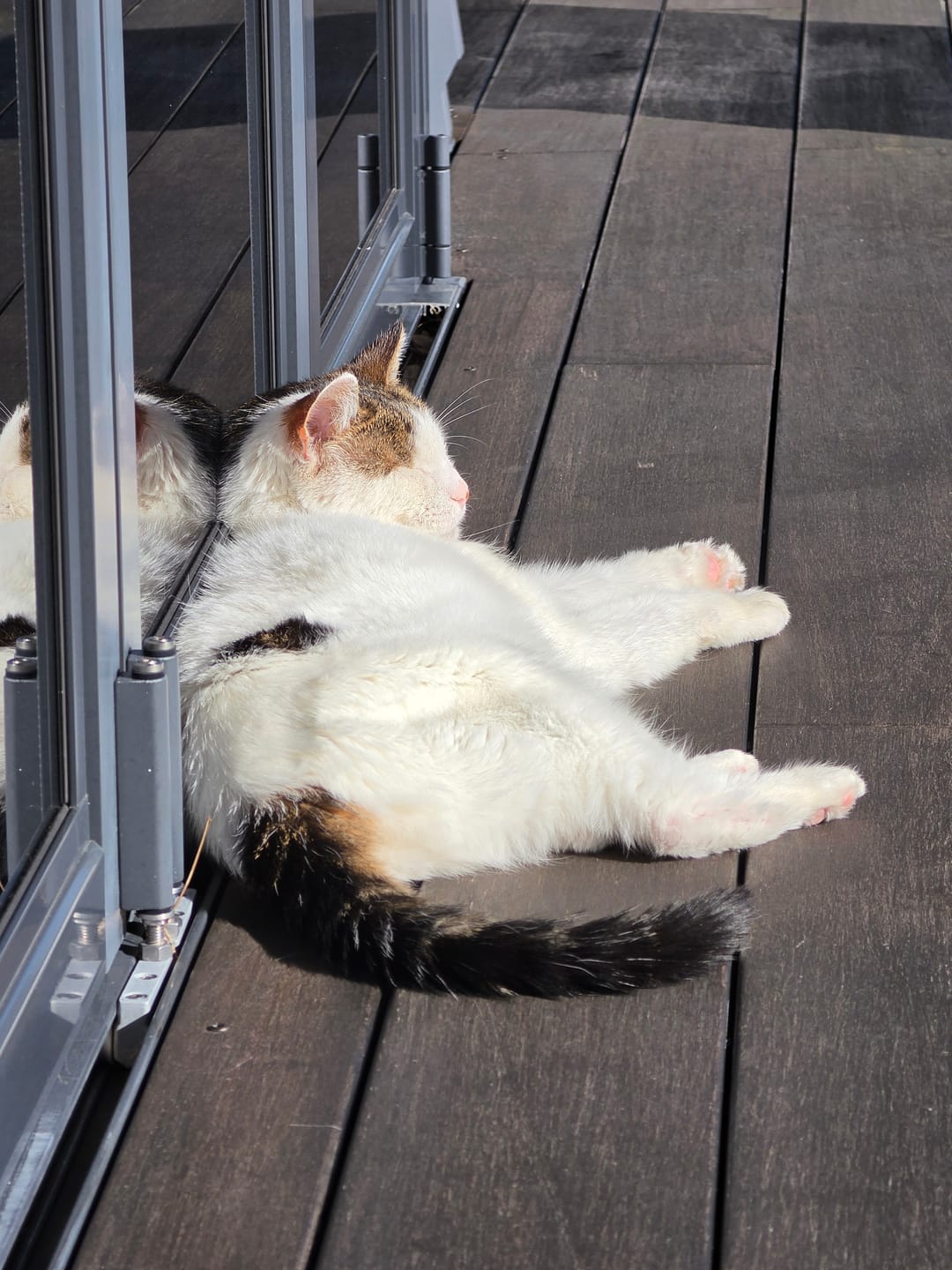 Customer photo review of ADVOCATE for Large Cats >4kg
