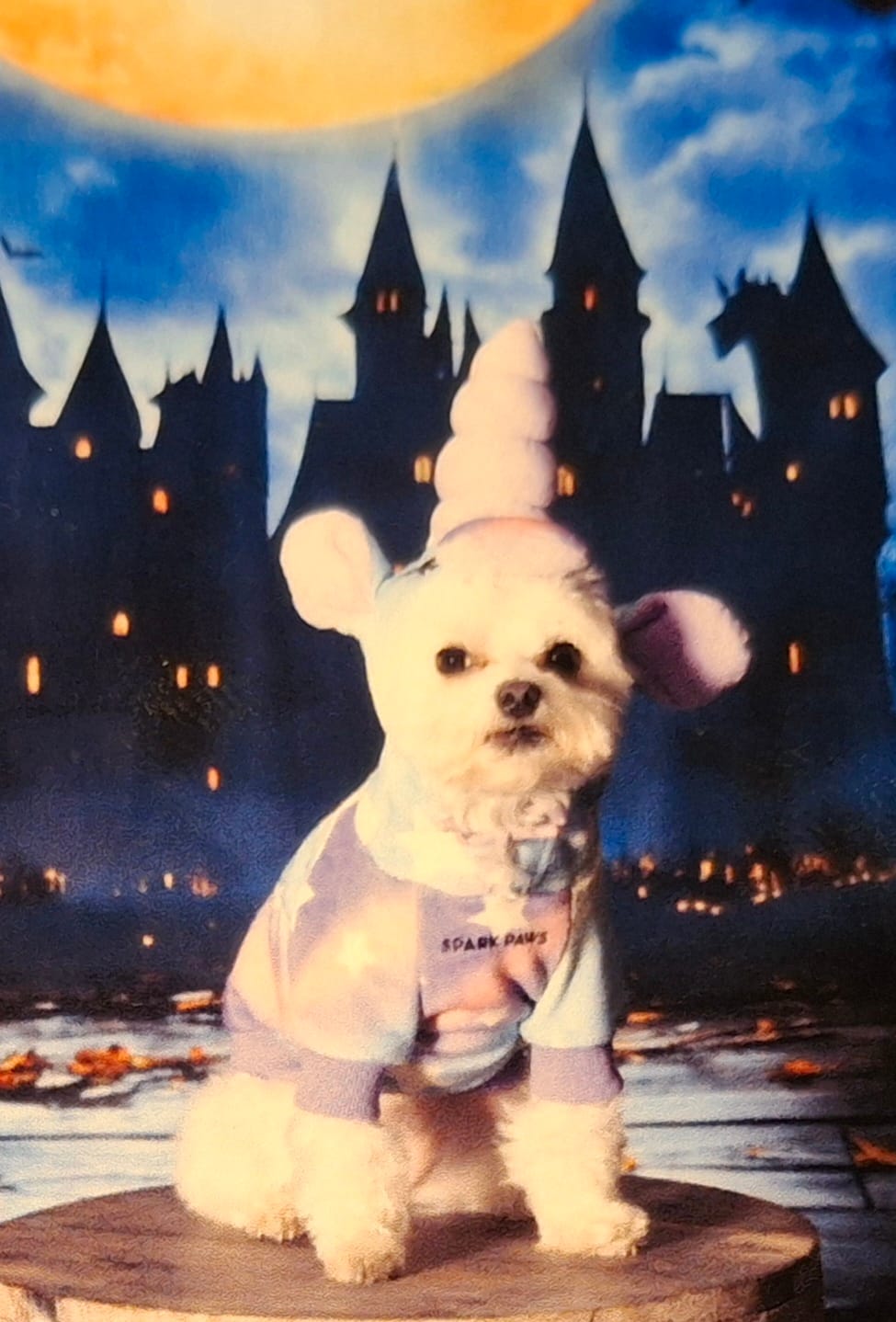 Customer photo review of Halloween Dog Hoodie - Unicorn