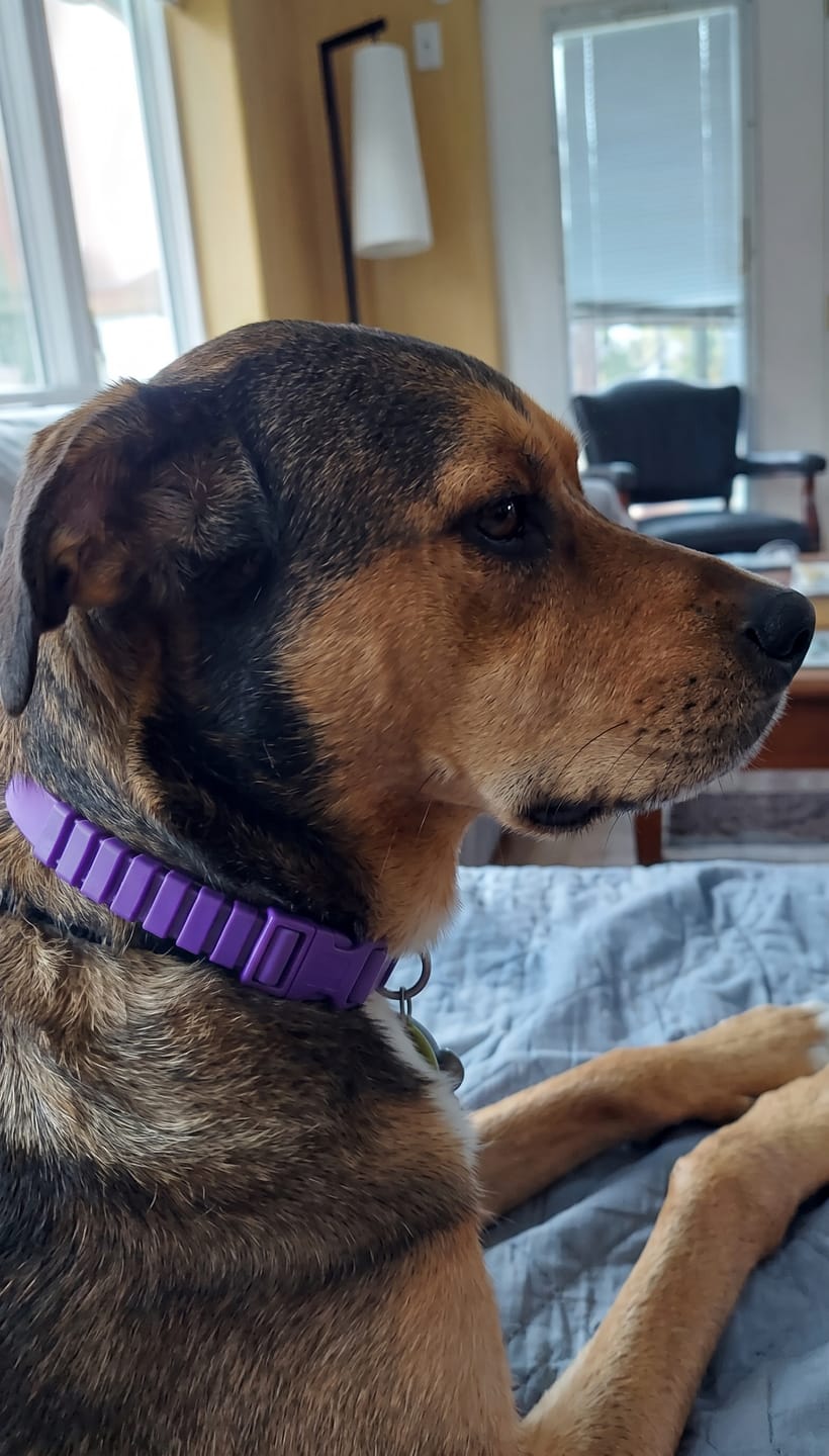 Customer photo review of SerenePaws™ Collar Calmante Natural con Feromonas