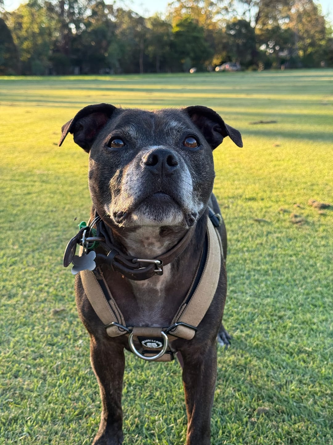 Customer photo review of Anti-Pull TRI-Harness® | Training Dog Harness for All Breeds - Tan