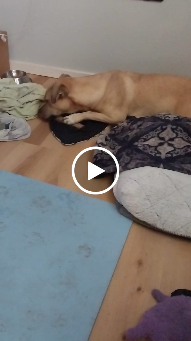 Customer video review of Medium Ostrich Cane (10" x 3"): The Long-Lasting, Flavor-Packed Chew for Medium & Large Dogs