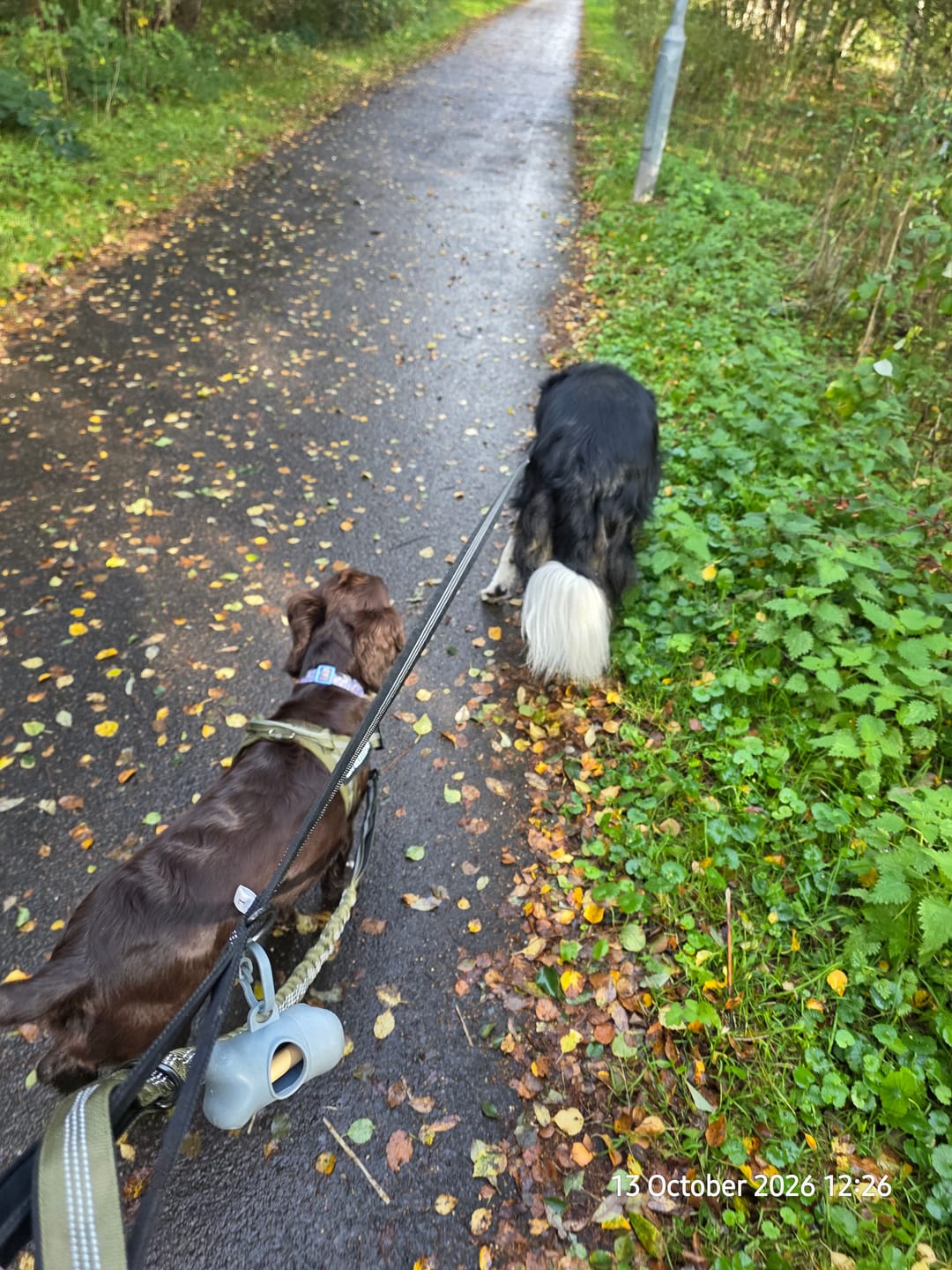 Customer photo review of ParoPet No Pull Dog Harness
