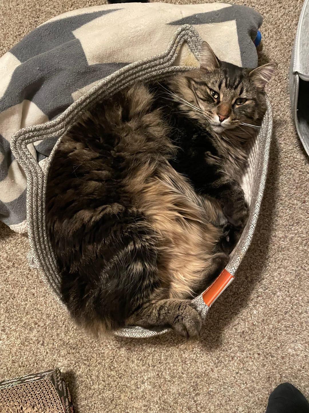 Customer photo review of Instinct Basket | Meet the first research-backed natural territory for indoor cats