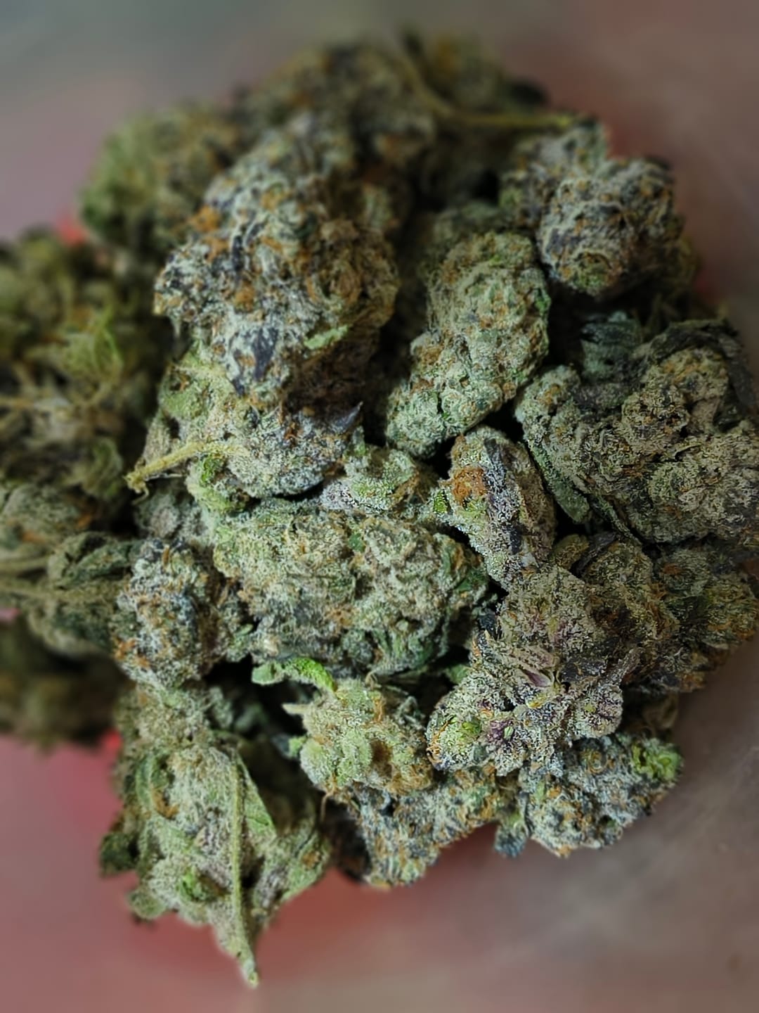 Customer photo review of Runtz THCA Flower (Budget)
