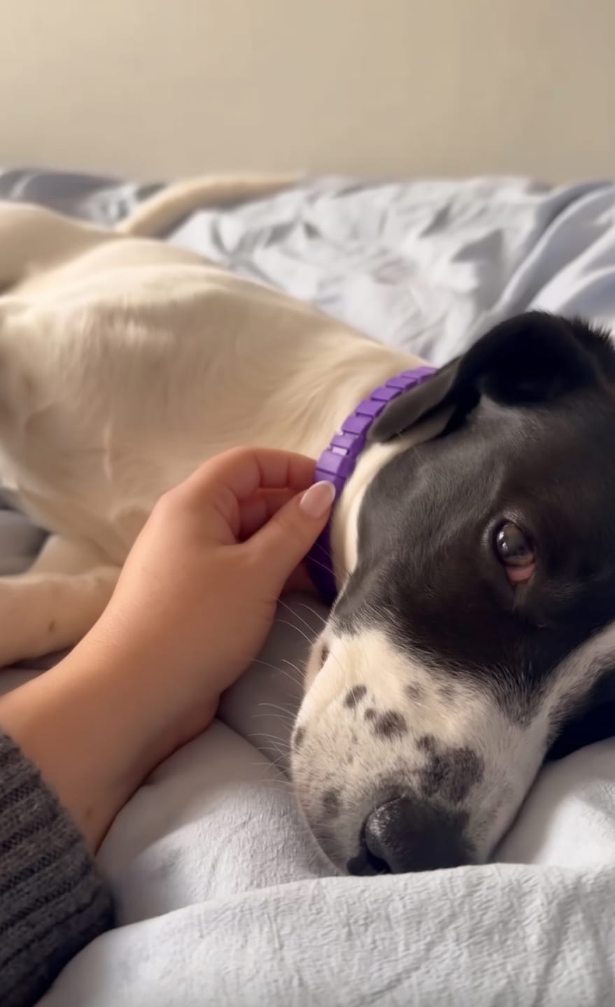 Customer photo review of SerenePaws™ Collar Calmante Natural con Feromonas