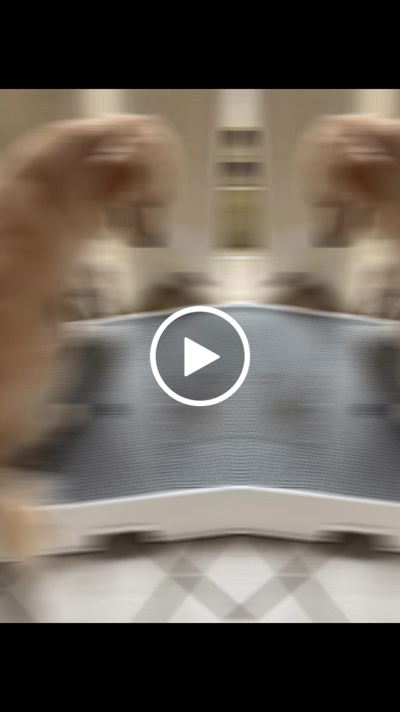 Customer video review of Weasy Cão | Banheiro inteligente para cachorro
