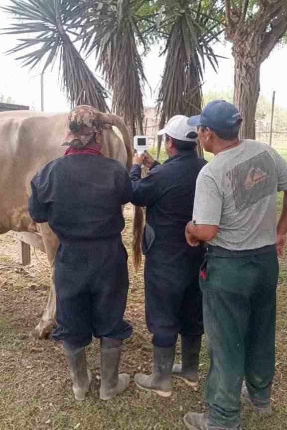 Customer photo review of Kiba Scope Cattle Camera Insemination Gun
