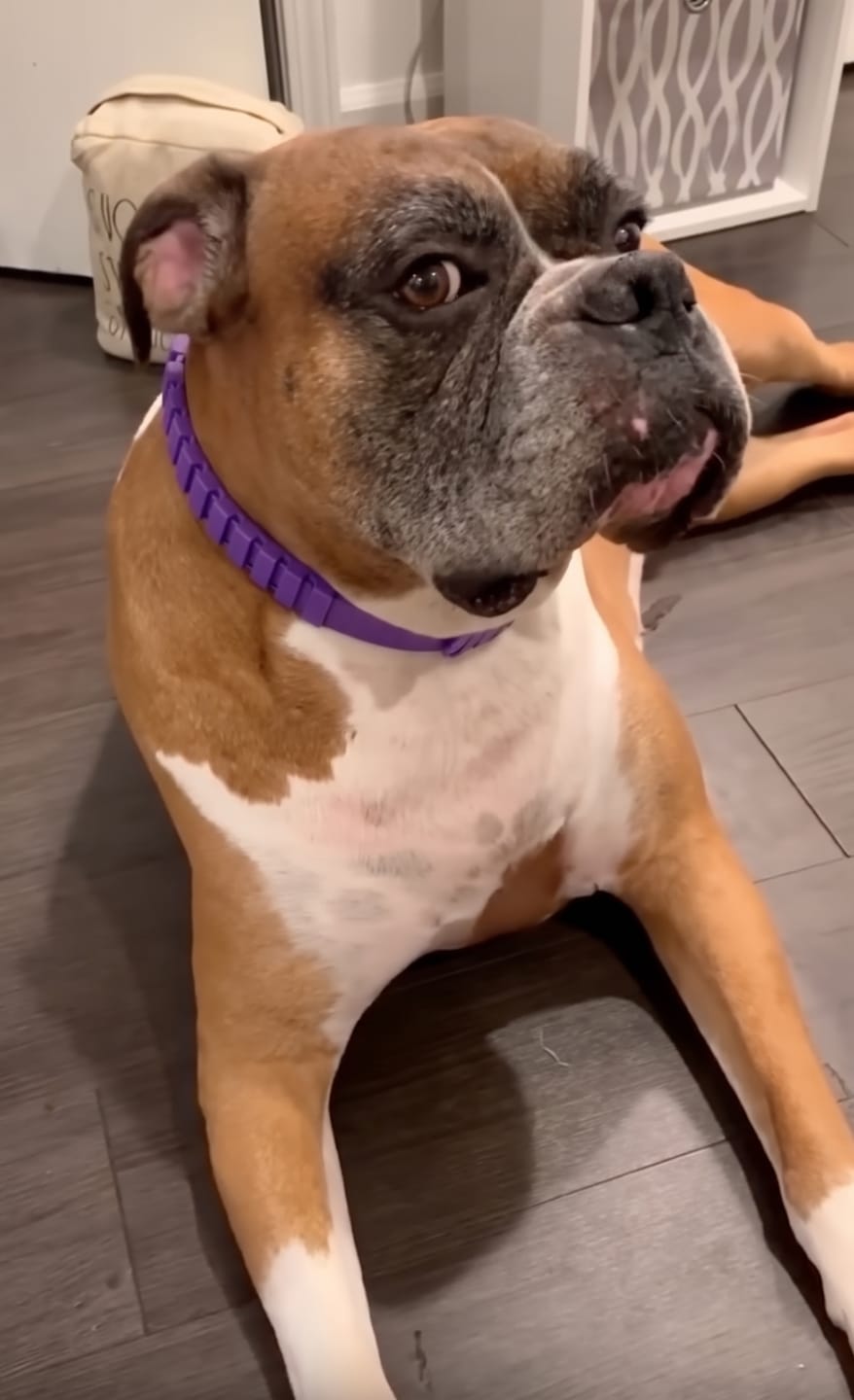 Customer photo review of SerenePaws™ Collar Calmante Natural con Feromonas