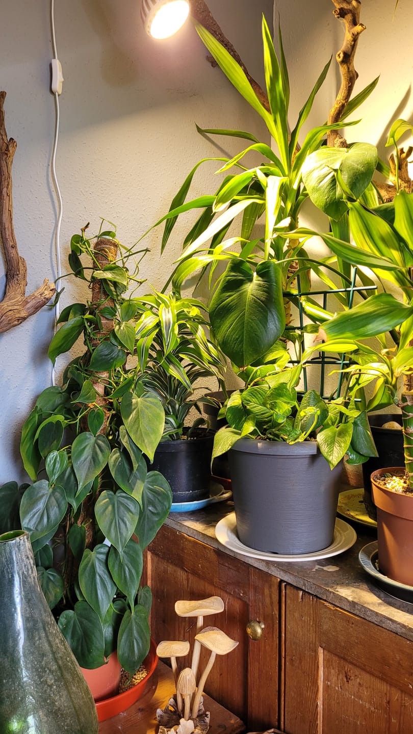 Customer photo review of Pianta Grow Light and Stelo Clip-On Bulb Holder Bundle
