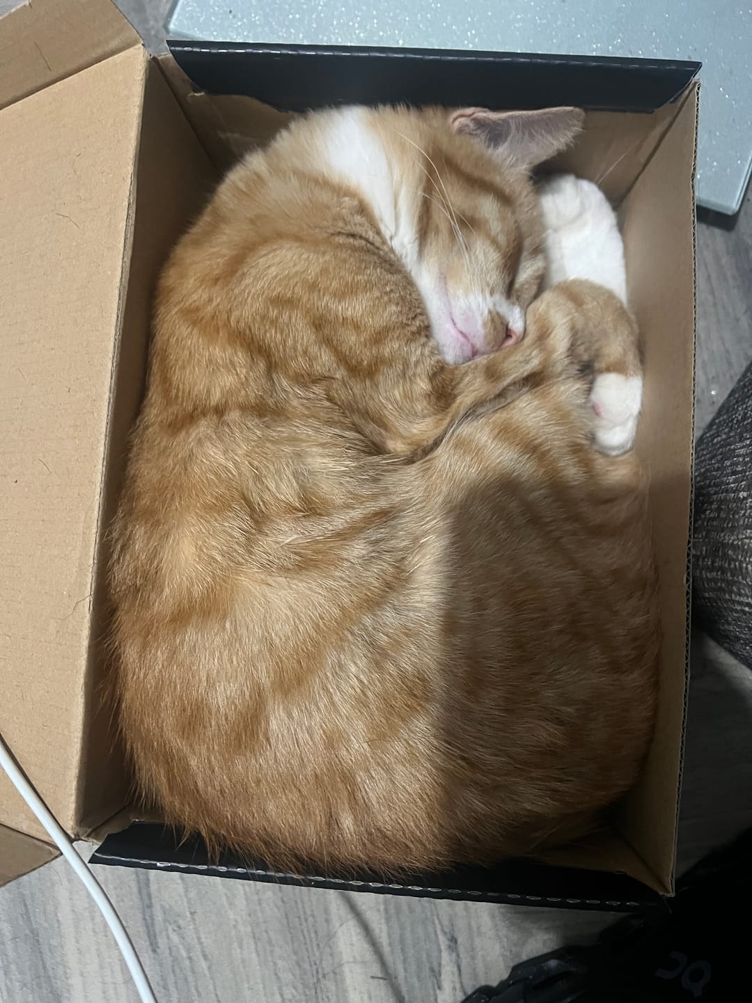 Customer photo review of Fit Litter