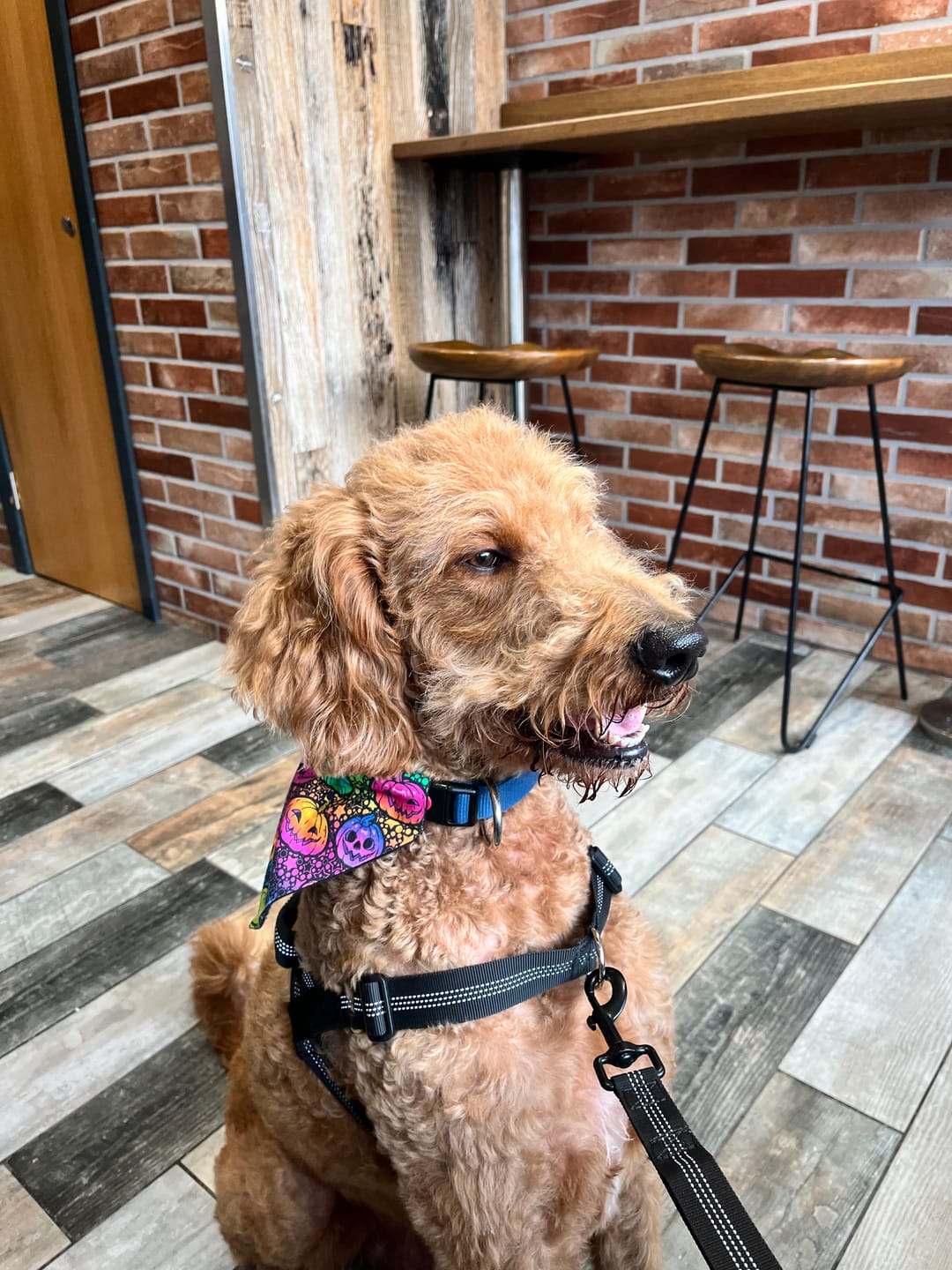 Customer photo review of ParoPet No Pull Dog Harness