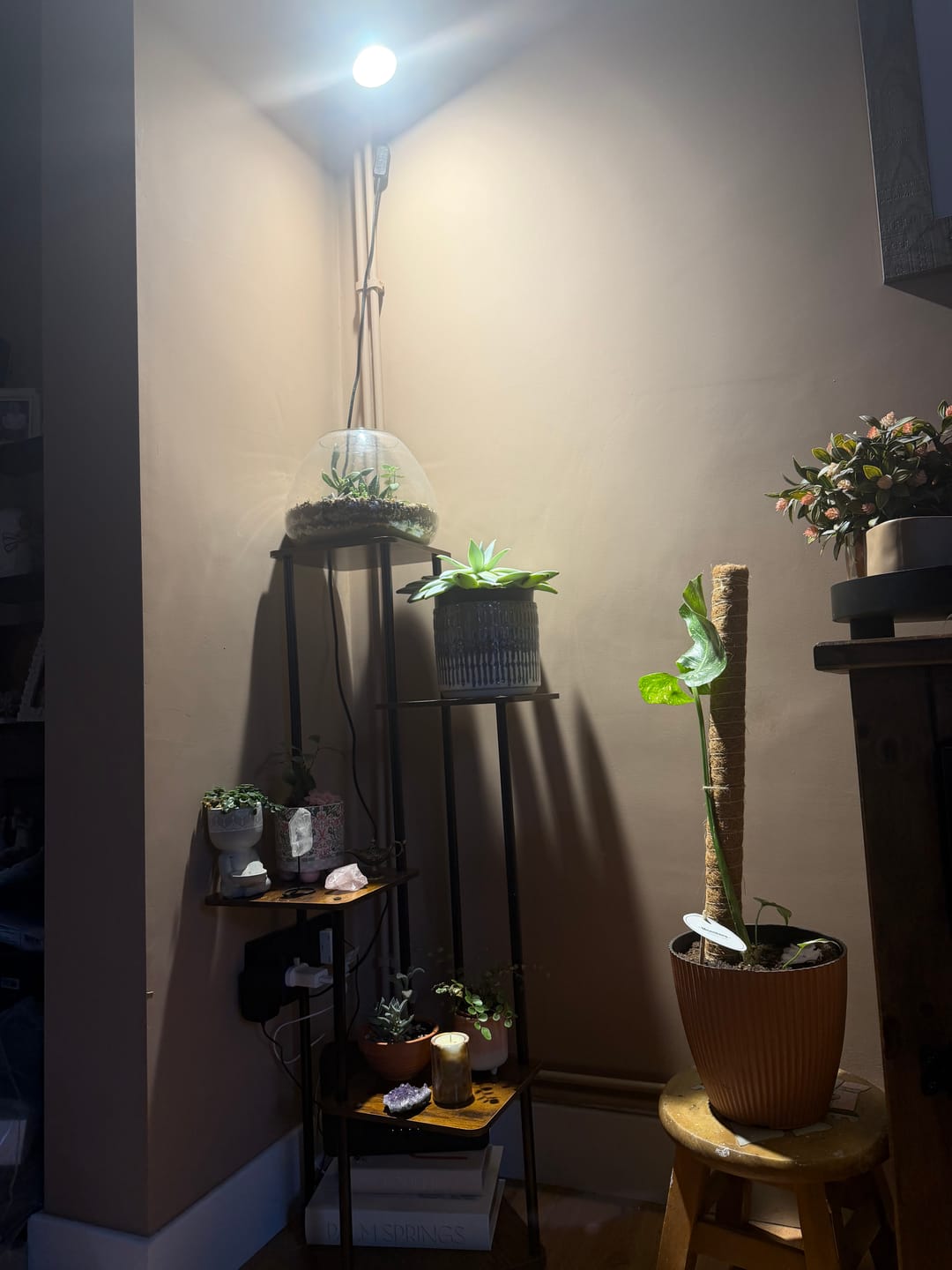 Customer photo review of Pianta Grow Light and Stelo Clip-On Bulb Holder Bundle