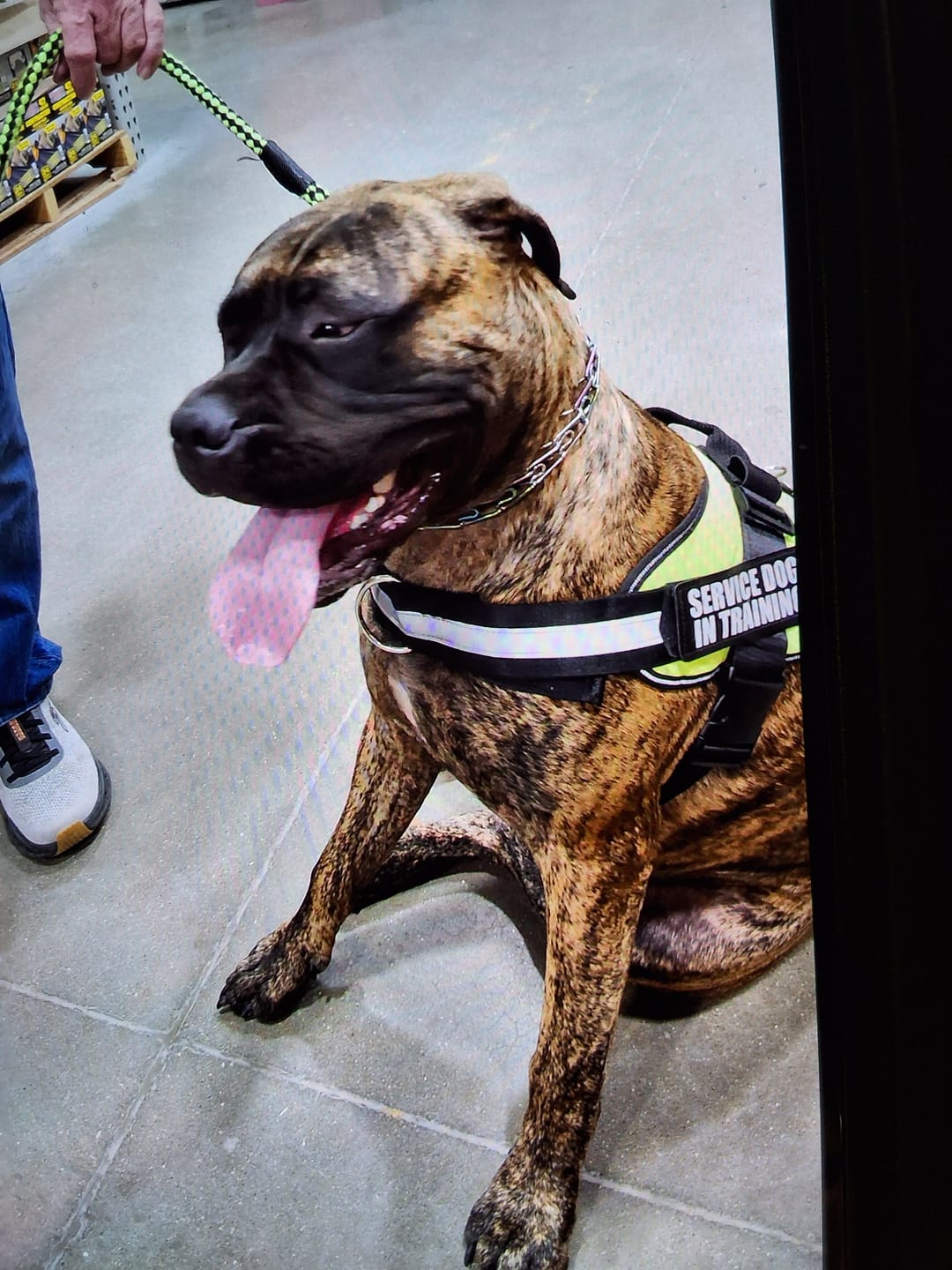 Customer photo review of Tactical Dog Collar