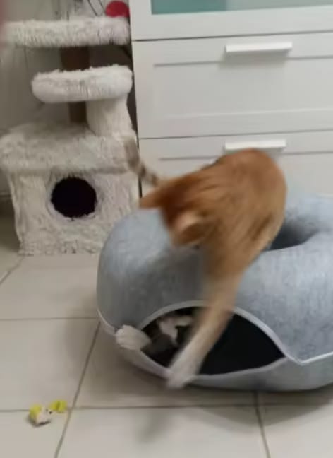 Customer photo review of The Cat Hideout Bed They'll Actually Use