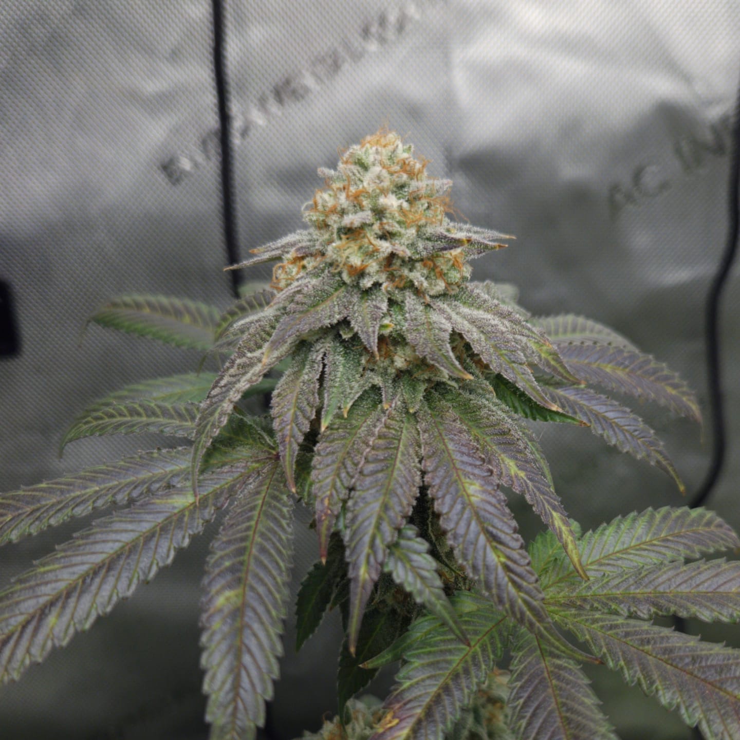 Customer photo review of Permanent Marker Seeds