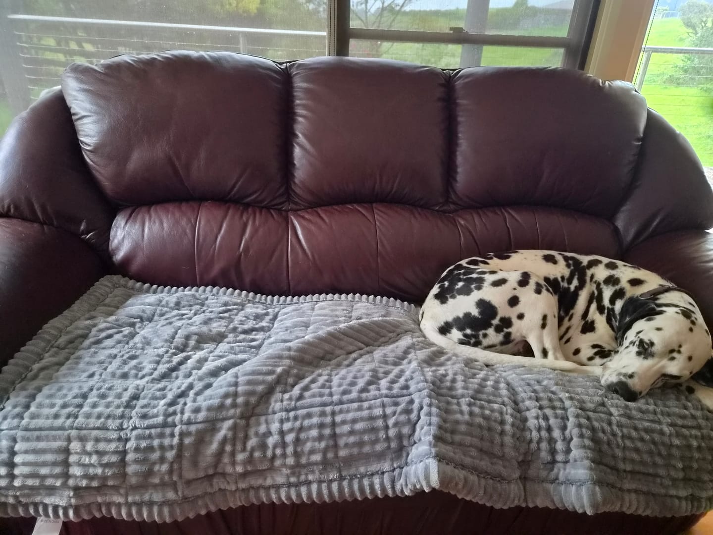 Customer photo review of Cosy Couch - Couch Cover