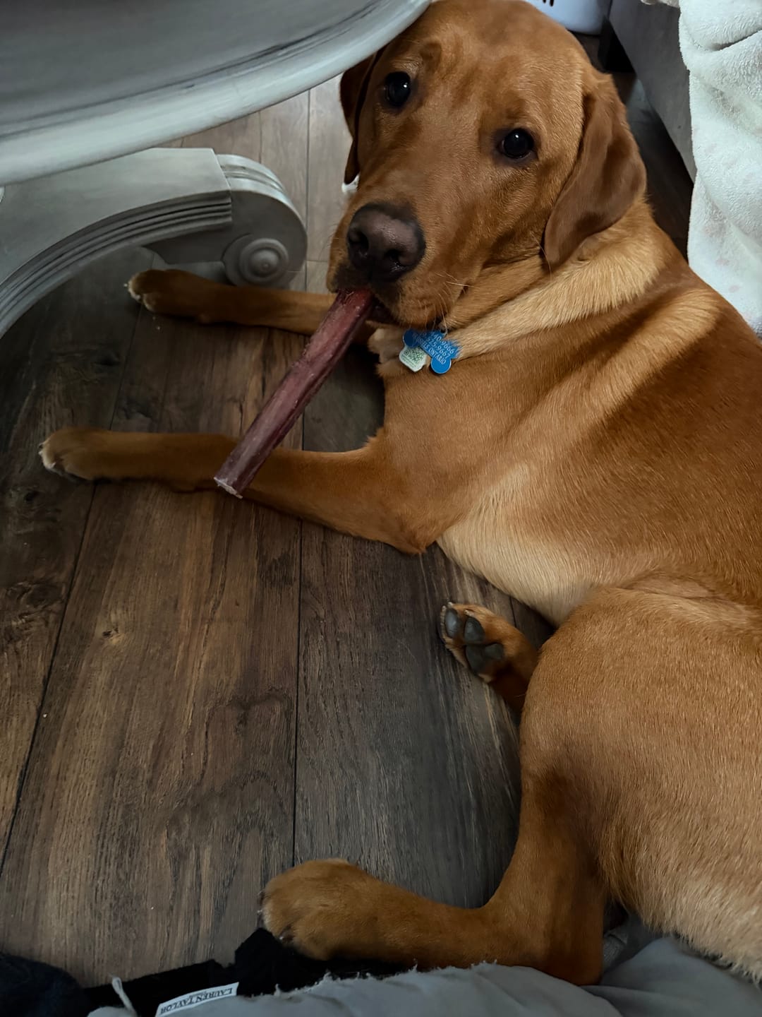 Customer photo review of 12 Inch Thick Bully Stick