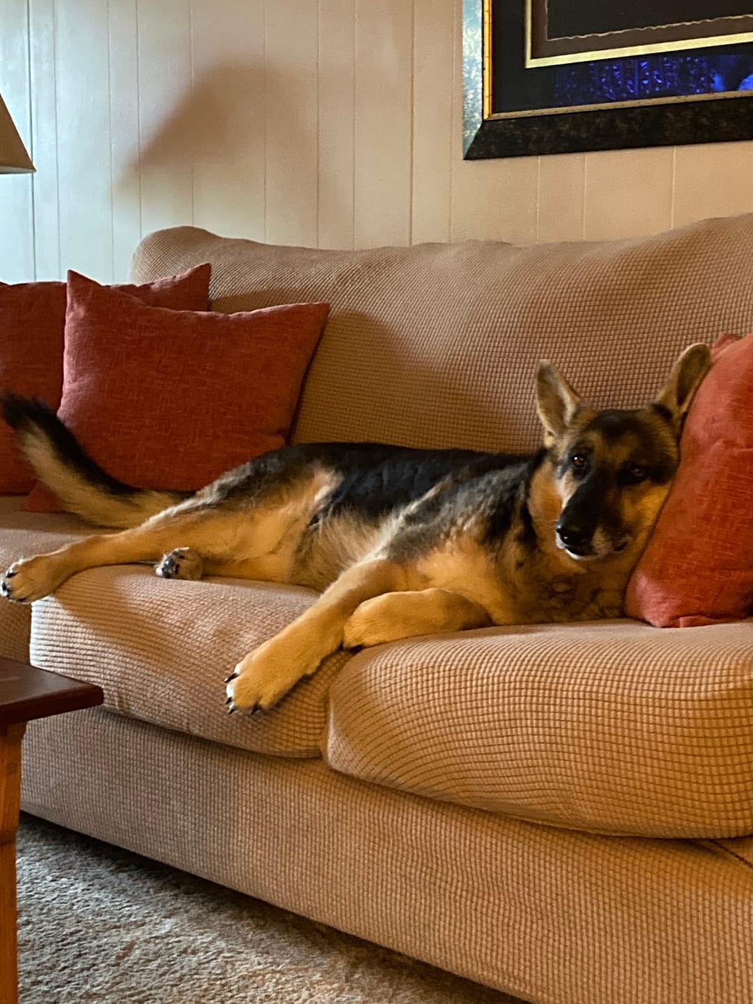 Customer photo review of Dog & Cat Ear Infection & Itch Relief Remedy