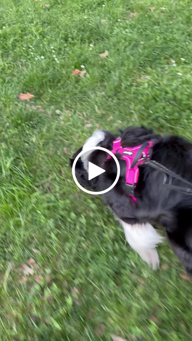 Customer video review of Arnés Aerosport para Perros - Street Dogs - Pink