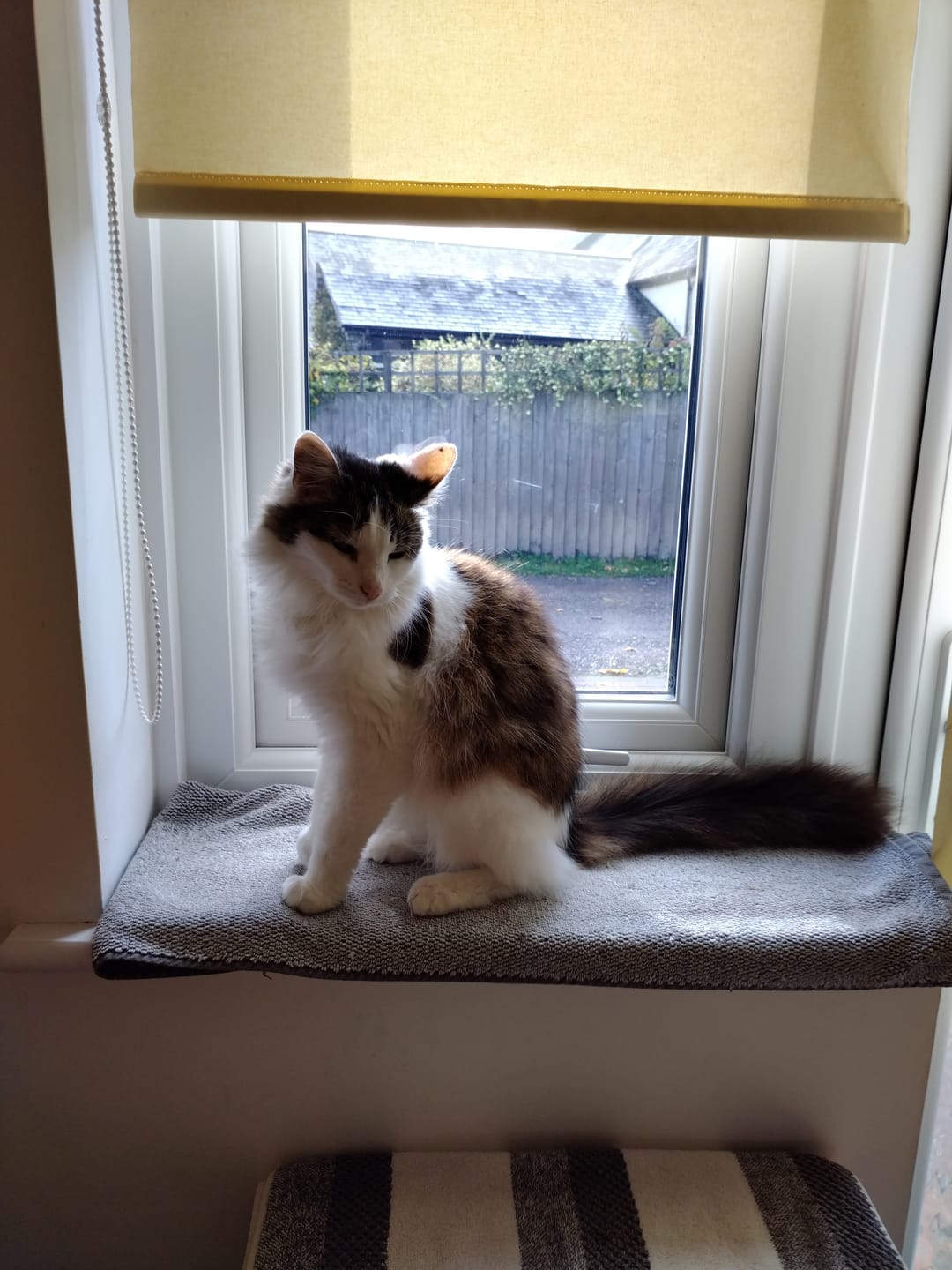 Customer photo review of Fit Litter