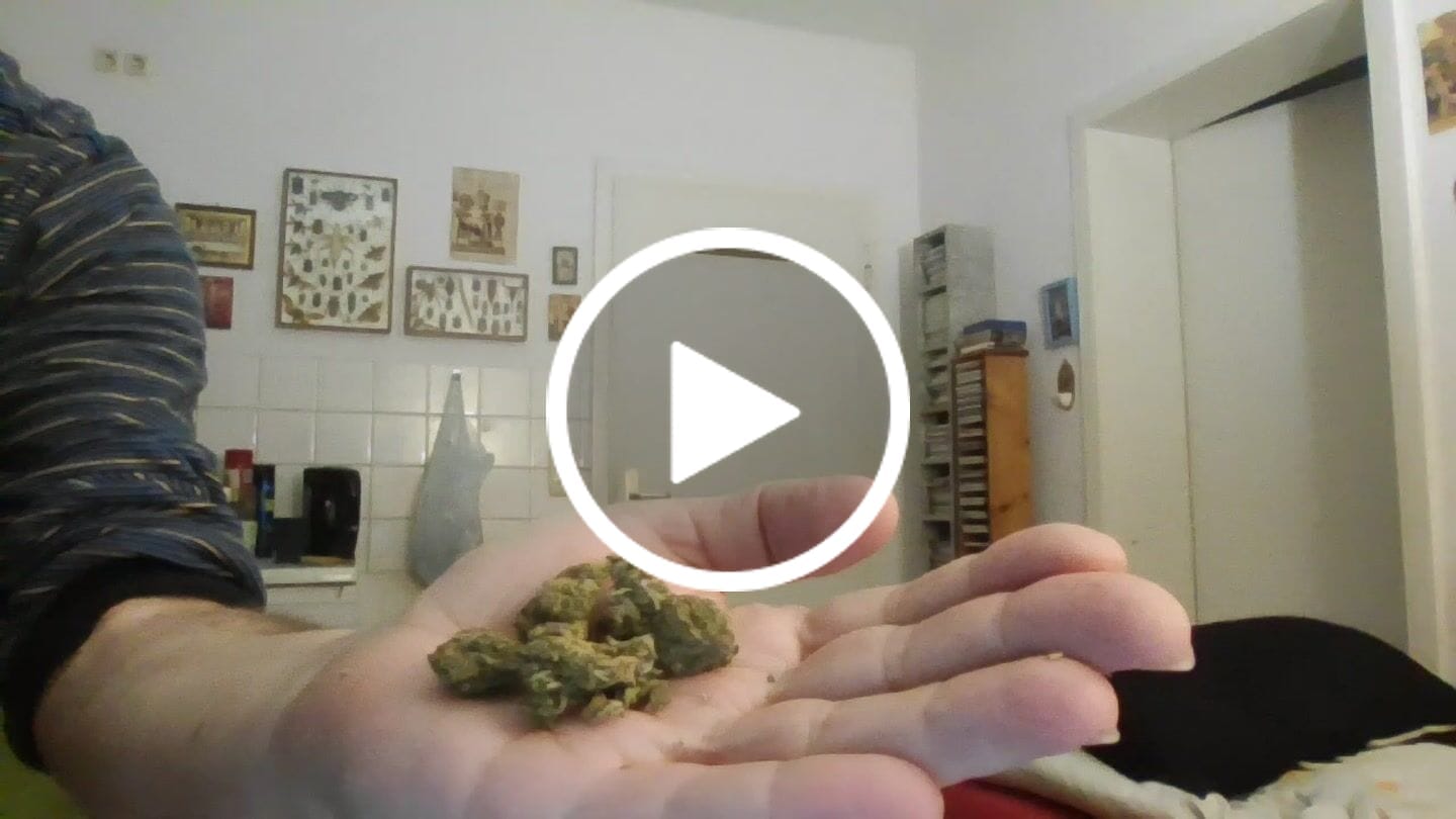 Customer video review of Amnesia Haze PHC