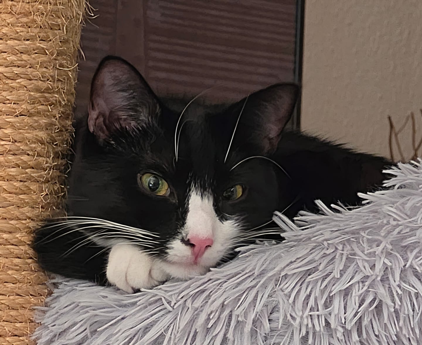 Customer photo review of Katzenklo Schaufel