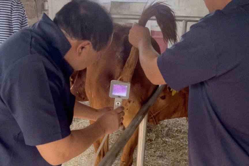 Customer photo review of Kiba Scope Cattle Camera Insemination Gun