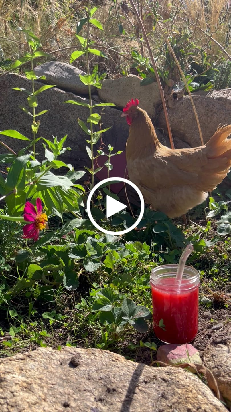 Customer video review of Original Pink Latte