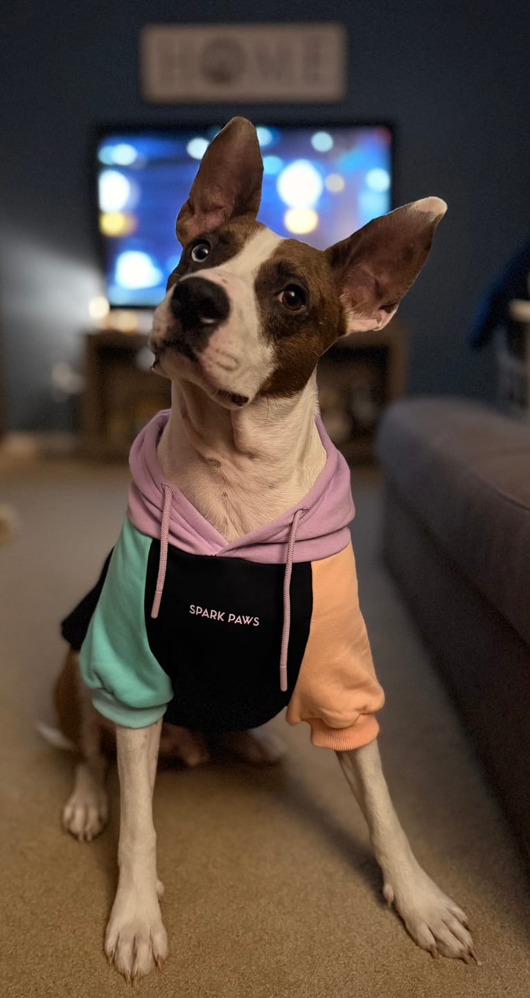 Customer photo review of Color Block Dog Hoodies