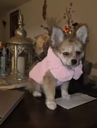Customer photo review of Waterproof Puffer for Dogs