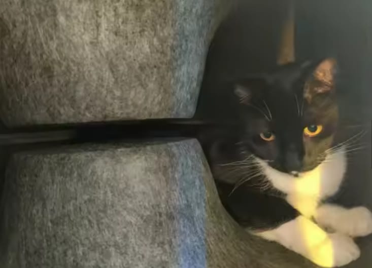 Customer photo review of The Cat Hideout Bed They'll Actually Use