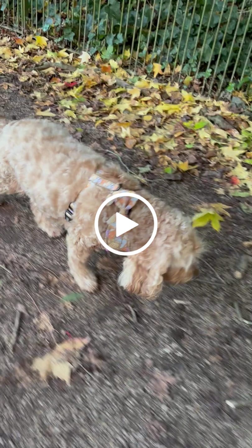 Customer video review of Adjustable Dog Harness - Falling For You