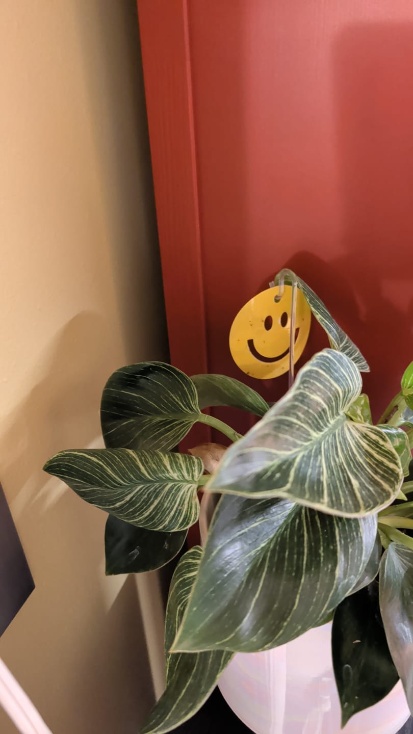 Customer photo review of Killer Smiles