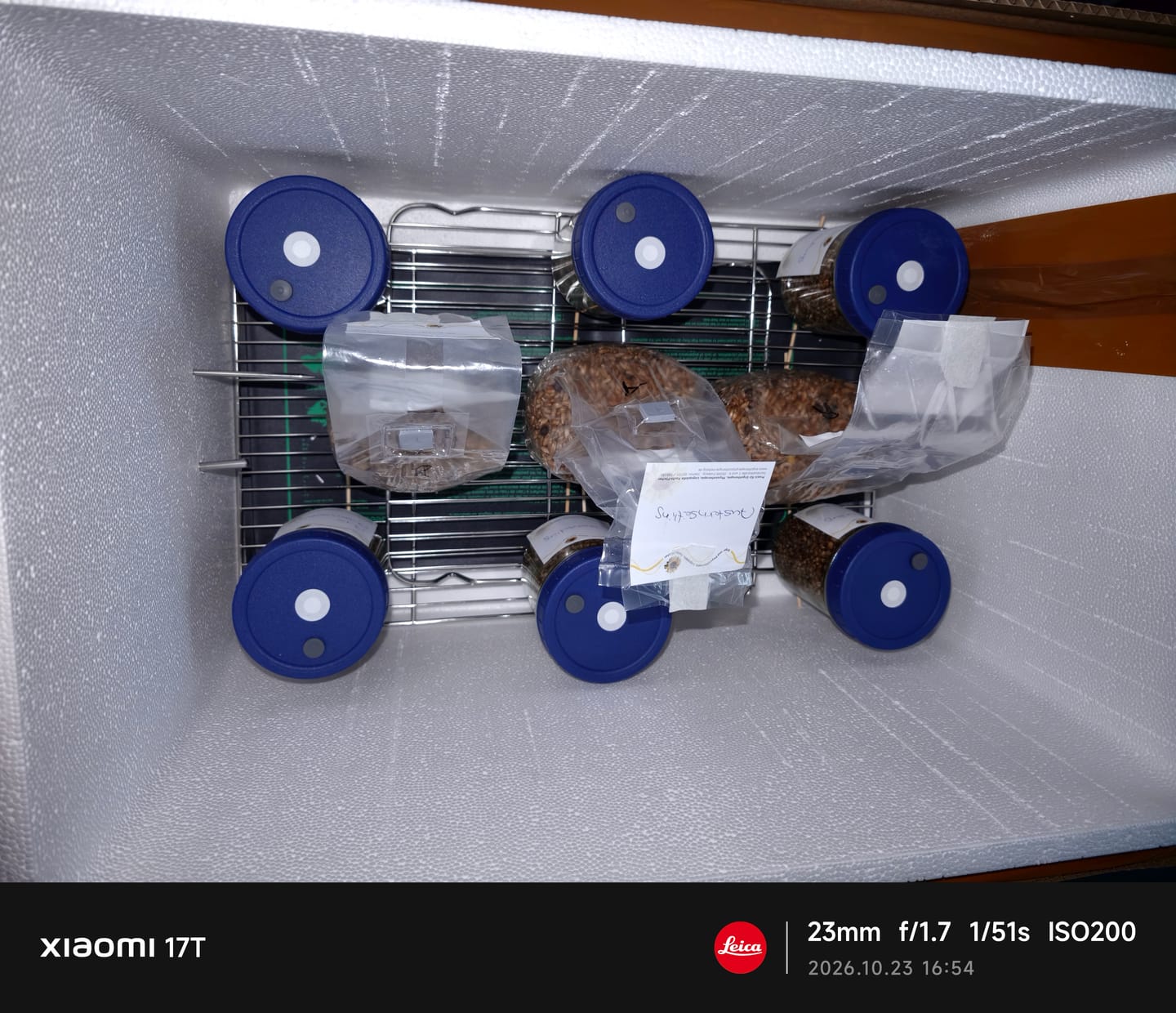 Customer photo review of Limonenseitling | Pleurotus citrinopileatus Flüssigmyzel