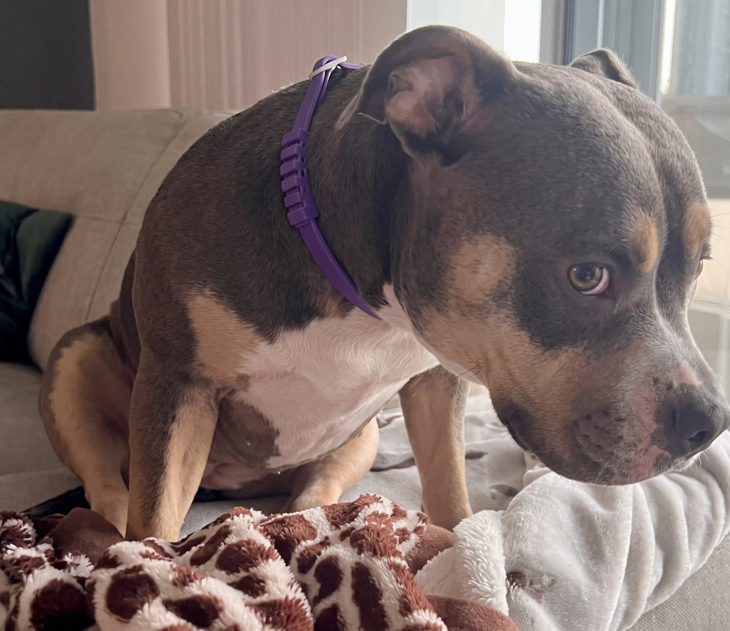 Customer photo review of SerenePaws™ Collar Calmante Natural con Feromonas